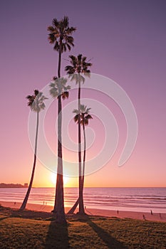 California Sunset with palm trees over the Pacific