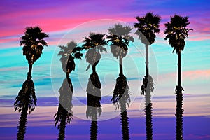 California sunset palm trees washingtonia western coast