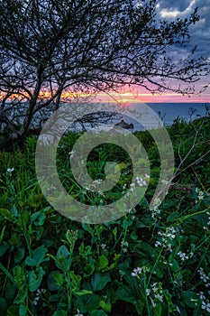 California Sunset with Wildflowers