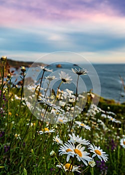 California Sunset with Wildflowers