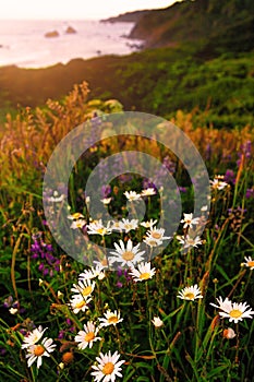 California Sunset with Wildflowers and an Ocean View