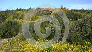 California Super Bloom Goldfields and Poppy Flowers in Diamond Valley Lake Hills USA