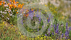 California Super Bloom Wildflower Trail in Diamond Valley Lake Lupines Flowers USA
