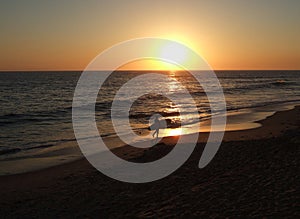 California surfer sunset