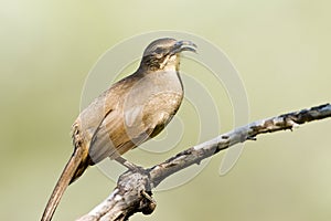 California Thrasher