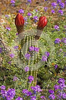 California Torch Cactus from the Sonora desert