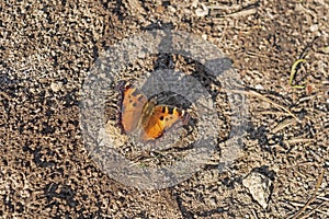 California tortoiseshell Butterfly in Migration