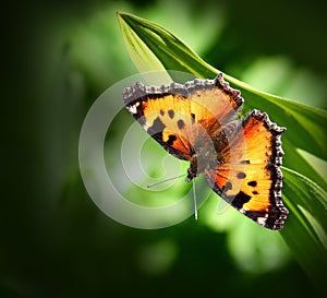 California Tortoiseshell Butterfly, an Orange and Black Butterfly