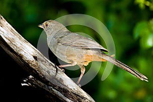 California Towhee