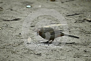 California towhee, Melozone crissalis, 4.