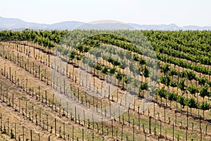 California Travel Series - Grape leaves and vines at Vineyard - Paso Robles