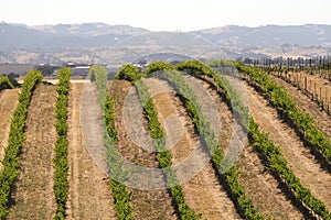 California Travel Series - Grape leaves and vines at Vineyard - Paso Robles