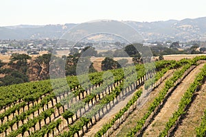 California Travel Series - Grape leaves and vines at Vineyard - Paso Robles