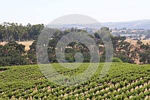 California Travel Series - Grape leaves and vines at Vineyard - Paso Robles