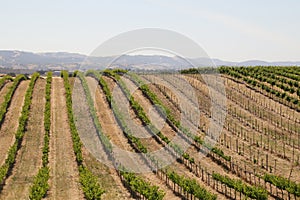 California Travel Series - Grape leaves and vines at Vineyard - Paso Robles