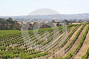 California Travel Series - Grape leaves and vines at Vineyard - Paso Robles