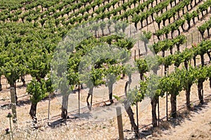 California Travel Series - Grape leaves and vines at Vineyard - Paso Robles