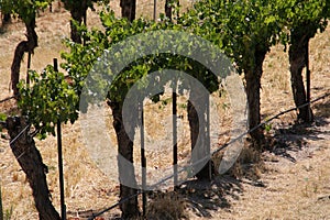 California Travel Series - Grape leaves and vines at Vineyard - Paso Robles