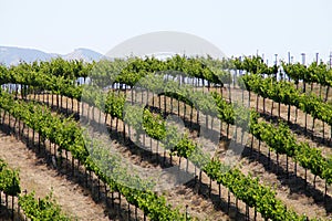 California Travel Series - Grape leaves and vines at Vineyard - Paso Robles