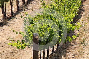 California Travel Series - Grape leaves and vines at Vineyard - Paso Robles