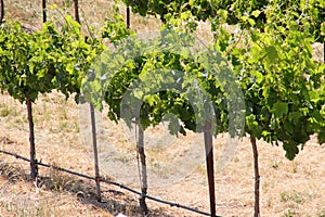 California Travel Series - Grape leaves and vines at Vineyard - Paso Robles