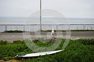 California trip Santa Cruz surfing spot bird watching surfboard on the road