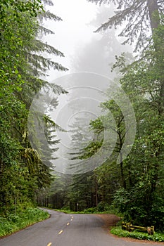 California, USA - Road through forest of Redwood National Park