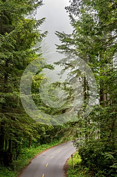 California, USA - Road through forest of Redwood National Park