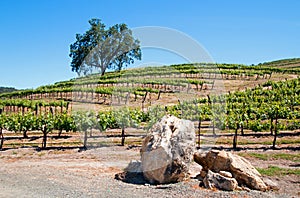 California Valley Oak tree and limestone boulders in vineyard in Paso Robles vineyard in the Central Valley of California USA photo