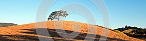 California Valley Oak Tree in plowed fields under blue sky in Paso Robles wine country in Central California USA