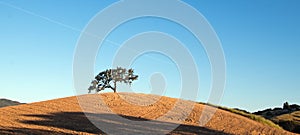 California Valley Oak Tree in plowed fields under blue sky in Paso Robles wine country in Central California USA