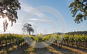California Valley Oak tree in vineyard at sunrise in Paso Robles vineyard in the Central Valley of California USA