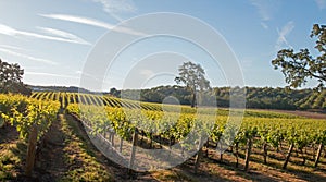 California Valley Oak tree in vineyard at sunrise in Paso Robles vineyard in the Central Valley of California USA