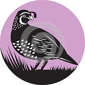 California Valley Quail Bird Circle Retro