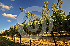 California vineyard