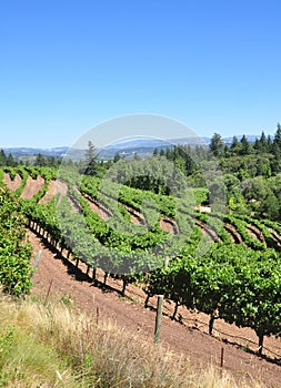 California vineyard