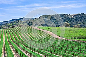 California Vineyard photo