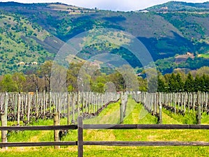 California vineyard photo