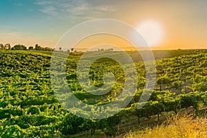 California Vineyard at Dusk with rows of vines