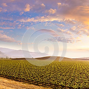 California vineyard field sunset in US