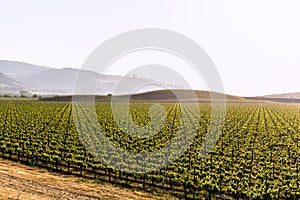 California vineyard field in US