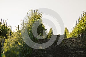 California vineyard looking down a row of vines in springtime du