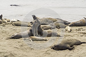 California on the way to Carmel, sealion colony