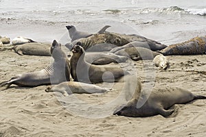 California on the way to Carmel, sealion colony