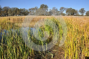 California Wetland photo