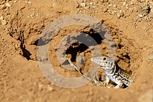 California Whiptail Lizard Peeking Through Burrow.