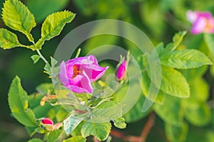 California Wild rose with gorgeous pink and white colors and a bright yellow and red corolla at the botanical garden in Brussels