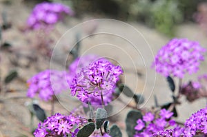 California Wildflower Series - Anza Borrego Desert Wildflowers in bloom