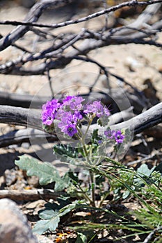California Wildflower Series - Caltha Leafed Phacelia - Phacelia calthifolia - Anza-Borrego Desert State Park photo