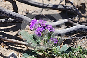 California Wildflower Series - Caltha Leafed Phacelia - Phacelia calthifolia - Anza-Borrego Desert State Park photo